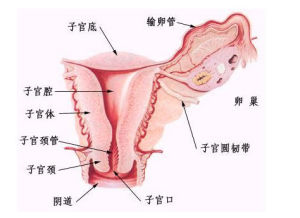 阴道炎对女性造成的伤害